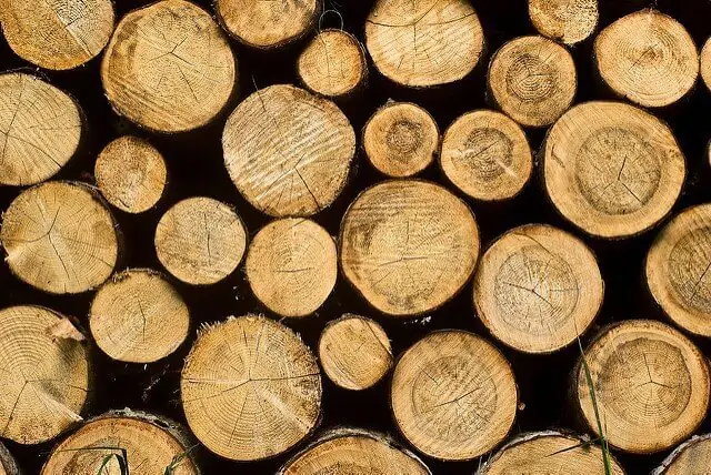 Taking wood from tree to paper towel means ecological damage every step of the way!