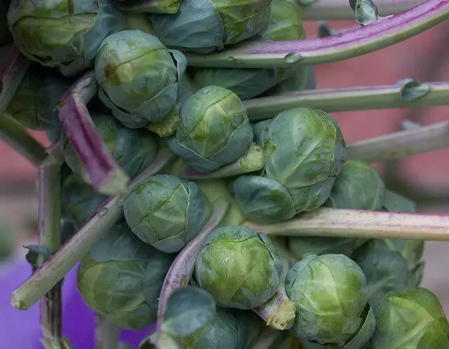 This is not an alien life form! These are delicious Brussels sprouts on the stalk.