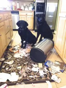 Avoid coming home to mischief by using a dog-proof trash can.