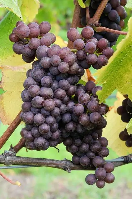 The provenance of the grapes makes a difference in how your wines will taste.