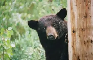 black bear peeking around tree