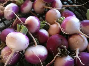 a pile of purple and white turnips with green tops