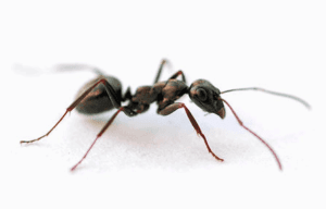 ant on white floor