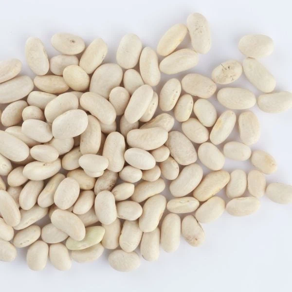 Navy Beans in a pile on a white background