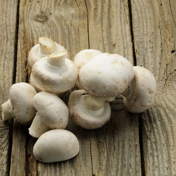 champignon mushrooms