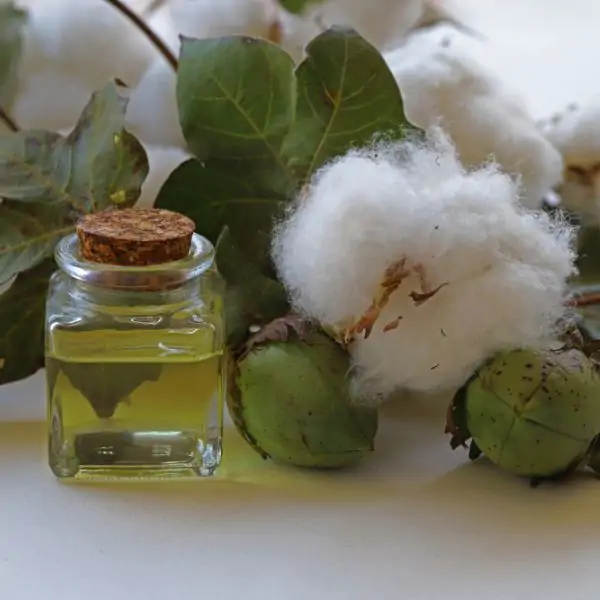 cottonseed oil in a small bottle near cotton plant flowers