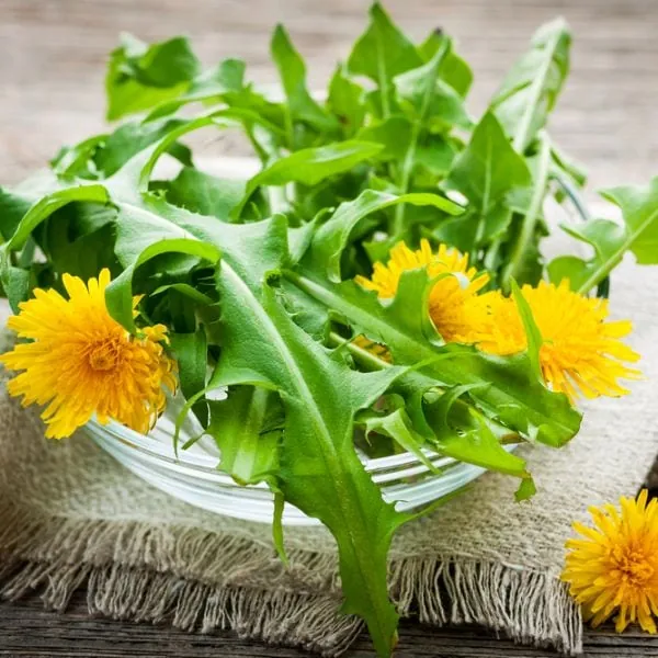 dandelion greens and flowers