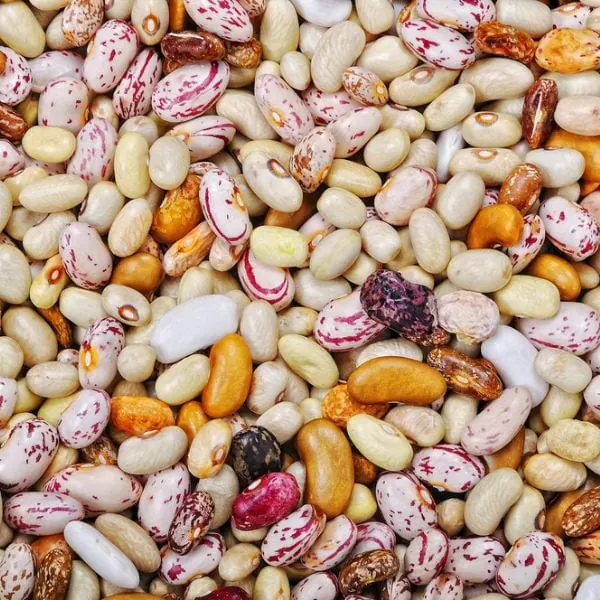 dry beans filling image