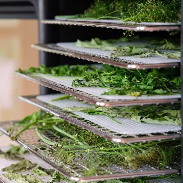herbs in the tray of a dehydrator