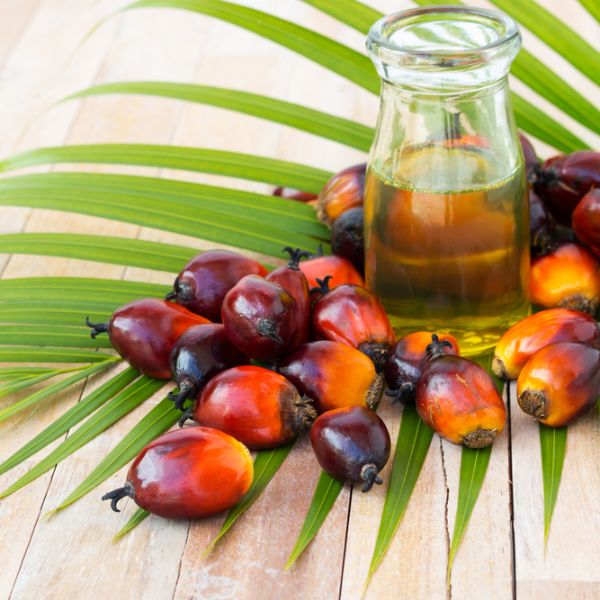 palm oil in a bottle next to some palm kernels