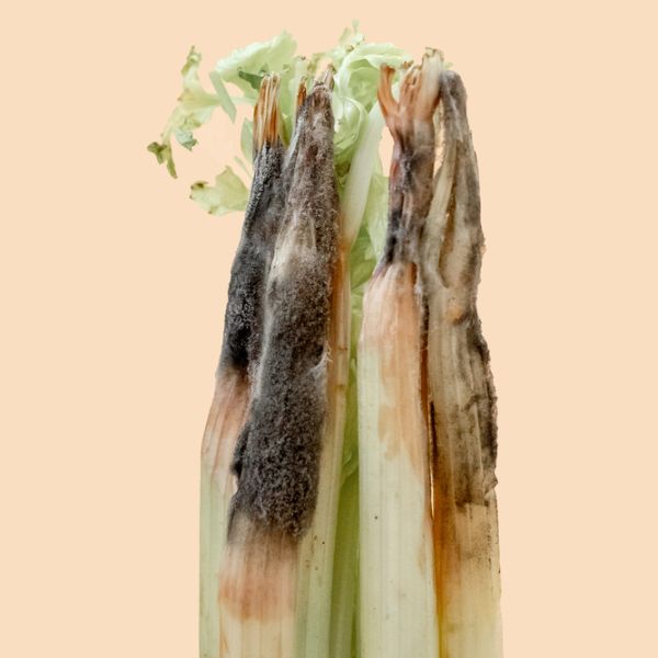 rotten celery