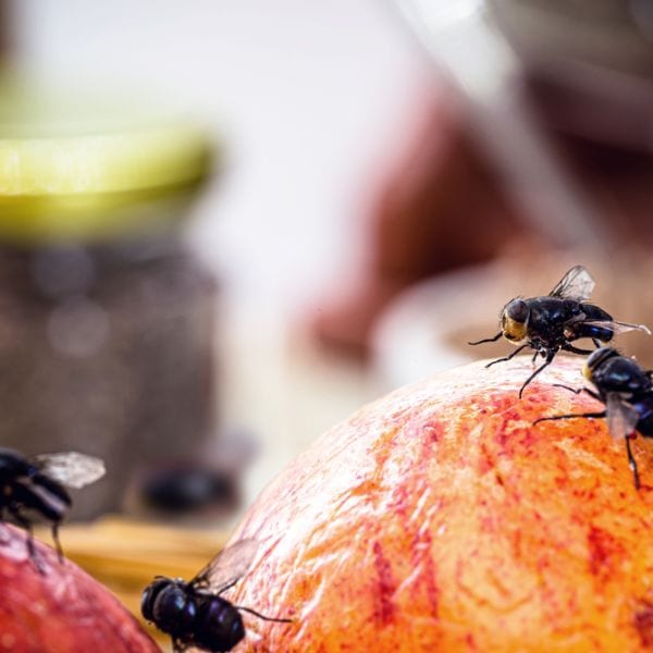 flies sitting on some apples