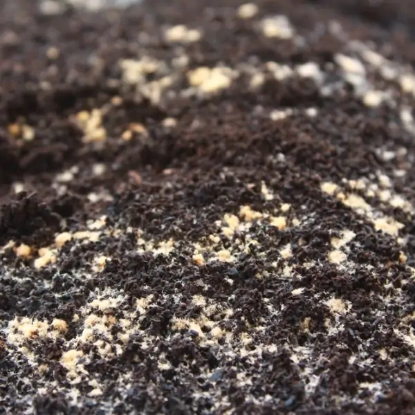mold on coffee grounds