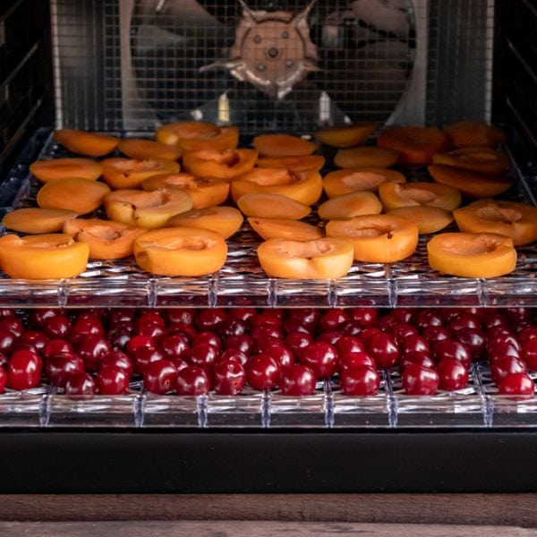 sliced apricots and cherries on a dehydrator tray