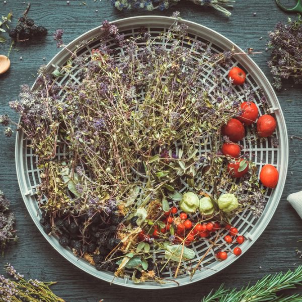 various herbs in a dehydrator