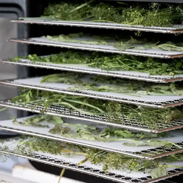 various herbs in the trays of a box dehydrator