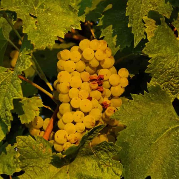 Arbane Grape bunch on a vine in leaves