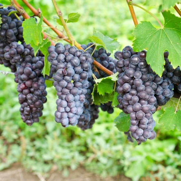 Italian Nebbiolo red wine grapes on the vine