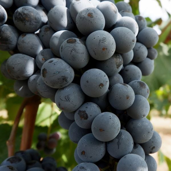 Lambrusco grape variety on the vine