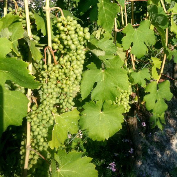 Moscato Bianco grapes on the vine