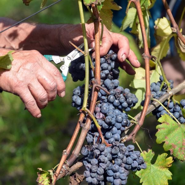 Nebbiolo grapes being harvested to make Gattinara DOCG 