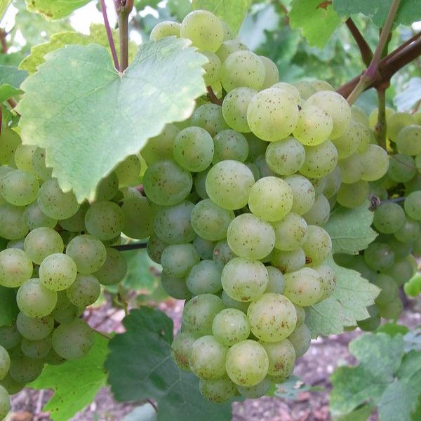 Petit Meslier grapes on a vine taken by Benoit Tarlant