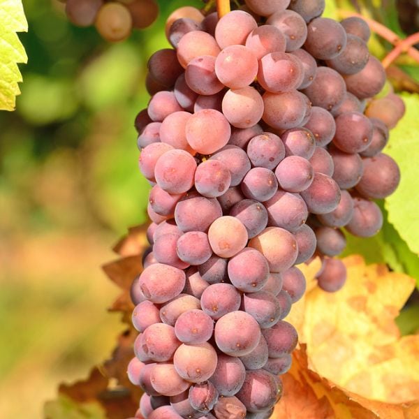 Pinot Gris grapes on the vine