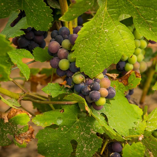 Pinot Meunier grapes on the vine taken by Winniepix on Flickr