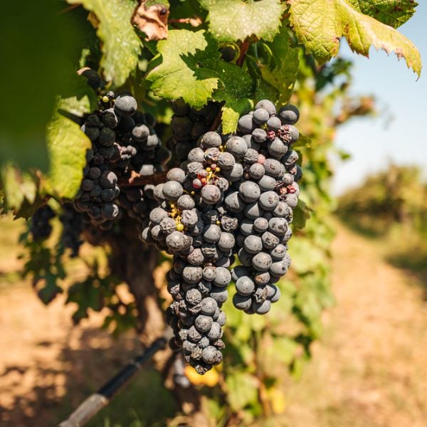 Primitivo grapes on the vine in Puglia, Italy