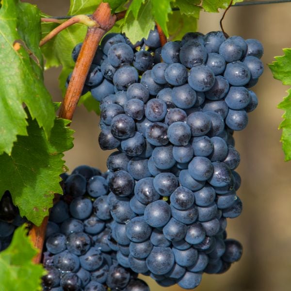 Sangiovese grapes in the Montalcino region used for making Rosso di Montalcino DOC