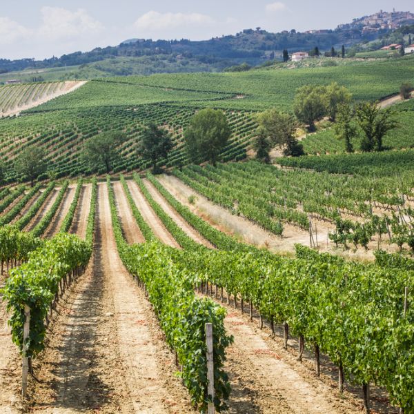 Vineyard in the area of production of Vino Nobile, Montepulciano that will make Vino Nobile di Montepulciano DOCG