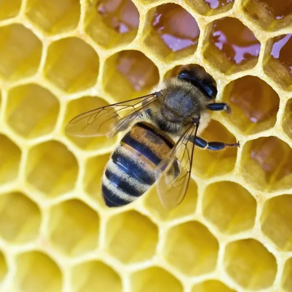 A bee on a honeycomb making beeswax