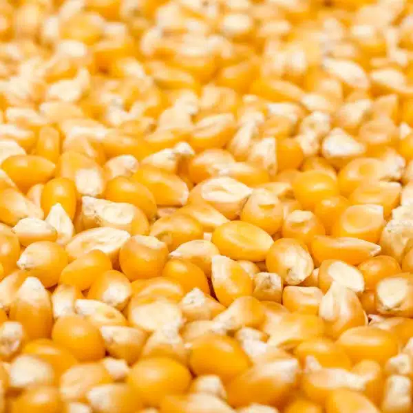 Corn kernels up-close on a surface