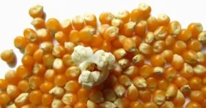 The Best Popcorn Kernels for Home Cinema and Snacking